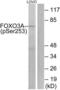 Forkhead Box O3 antibody, LS-C198963, Lifespan Biosciences, Western Blot image 