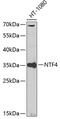Neurotrophin 4 antibody, 13-321, ProSci, Western Blot image 