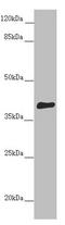 Dynein Cytoplasmic 2 Light Intermediate Chain 1 antibody, LS-C675679, Lifespan Biosciences, Western Blot image 