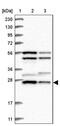 Metaxin 2 antibody, PA5-56778, Invitrogen Antibodies, Western Blot image 