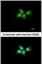 Acidic Nuclear Phosphoprotein 32 Family Member A antibody, PA5-30552, Invitrogen Antibodies, Immunofluorescence image 