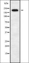 CKLF Like MARVEL Transmembrane Domain Containing 7 antibody, orb338184, Biorbyt, Western Blot image 