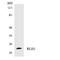 Regulator Of G Protein Signaling 1 antibody, LS-B12500, Lifespan Biosciences, Western Blot image 