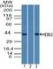 G Protein-Coupled Receptor 183 antibody, TA337161, Origene, Western Blot image 