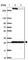 Mitogen-Activated Protein Kinase 12 antibody, HPA054562, Atlas Antibodies, Western Blot image 