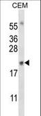 Myogenin antibody, LS-C164720, Lifespan Biosciences, Western Blot image 