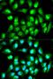 RAN, Member RAS Oncogene Family antibody, orb48948, Biorbyt, Immunofluorescence image 