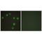 NK6 Homeobox 3 antibody, A13786, Boster Biological Technology, Immunohistochemistry paraffin image 