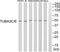 Tubulin alpha-3C/D chain antibody, abx015108, Abbexa, Western Blot image 