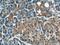 Dynein Light Chain Tctex-Type 1 antibody, 11954-1-AP, Proteintech Group, Immunohistochemistry frozen image 