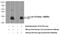 IL-6 antibody, 66146-1-Ig, Proteintech Group, Western Blot image 