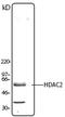 Histone Deacetylase 2 antibody, LS-B3907, Lifespan Biosciences, Western Blot image 