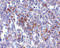 Transmembrane Channel Like 6 antibody, 4549, ProSci, Immunohistochemistry paraffin image 