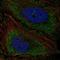 TNF Alpha Induced Protein 8 Like 3 antibody, HPA077484, Atlas Antibodies, Immunofluorescence image 