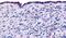 Thyroid Hormone Receptor Alpha antibody, PA5-33075, Invitrogen Antibodies, Immunohistochemistry frozen image 