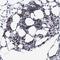 SAFB Like Transcription Modulator antibody, NBP1-83701, Novus Biologicals, Immunohistochemistry frozen image 