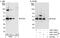 Quiescin Sulfhydryl Oxidase 1 antibody, A301-740A, Bethyl Labs, Immunoprecipitation image 