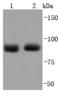 Argonaute RISC Catalytic Component 2 antibody, A00189-1, Boster Biological Technology, Western Blot image 