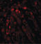 Acyl-CoA Thioesterase 13 antibody, LS-B5012, Lifespan Biosciences, Immunofluorescence image 