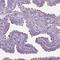 FAM161 Centrosomal Protein A antibody, NBP1-94022, Novus Biologicals, Immunohistochemistry frozen image 