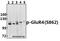Glutamate receptor 4 antibody, A07044S862, Boster Biological Technology, Western Blot image 
