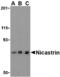 Nicastrin antibody, MBS150714, MyBioSource, Western Blot image 