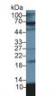 S100 Calcium Binding Protein A12 antibody, LS-C699966, Lifespan Biosciences, Western Blot image 