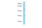 HtrA Serine Peptidase 1 antibody, A01801, Boster Biological Technology, Western Blot image 