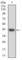 Heat Shock Transcription Factor 4 antibody, abx010911, Abbexa, Western Blot image 