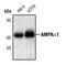Protein Kinase AMP-Activated Catalytic Subunit Alpha 1 antibody, PA5-17398, Invitrogen Antibodies, Western Blot image 