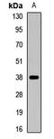 SAM pointed domain-containing Ets transcription factor antibody, LS-C668680, Lifespan Biosciences, Western Blot image 