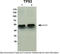 p53 antibody, TA329142, Origene, Western Blot image 