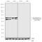 Glycogen Synthase Kinase 3 Alpha antibody, 702230, Invitrogen Antibodies, Western Blot image 