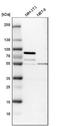 Staufen Double-Stranded RNA Binding Protein 2 antibody, NBP1-89380, Novus Biologicals, Western Blot image 