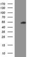 RUN Domain Containing 3A antibody, NBP2-45638, Novus Biologicals, Western Blot image 