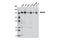 Lysine Demethylase 4B antibody, 8639S, Cell Signaling Technology, Western Blot image 