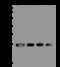 B Cell Receptor Associated Protein 29 antibody, 200478-T44, Sino Biological, Western Blot image 
