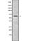 Rhotekin antibody, abx218402, Abbexa, Western Blot image 