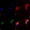 Potassium Voltage-Gated Channel Subfamily Q Member 1 antibody, 11510, QED Bioscience, Immunocytochemistry image 