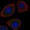 DNA Damage Inducible Transcript 4 antibody, HPA034508, Atlas Antibodies, Immunofluorescence image 