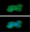 Keratin 8 antibody, GTX57589, GeneTex, Immunofluorescence image 