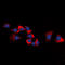 Erb-B2 Receptor Tyrosine Kinase 3 antibody, LS-C368595, Lifespan Biosciences, Immunofluorescence image 