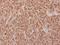 Nitric Oxide Synthase Interacting Protein antibody, NBP2-19566, Novus Biologicals, Immunohistochemistry frozen image 