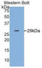 Interleukin 12A antibody, LS-C294833, Lifespan Biosciences, Western Blot image 