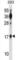 Basic Leucine Zipper ATF-Like Transcription Factor antibody, abx028936, Abbexa, Western Blot image 