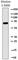 T-Box 21 antibody, 644831, BioLegend, Western Blot image 