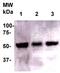 Legumain antibody, TA354520, Origene, Western Blot image 