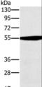 3-Oxoacid CoA-Transferase 1 antibody, LS-C405223, Lifespan Biosciences, Western Blot image 