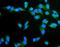 Talin 1 antibody, A02859-2, Boster Biological Technology, Immunofluorescence image 