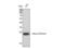 Rac Family Small GTPase 1 antibody, STJ95319, St John
